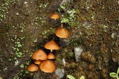 Psilocybe muliercula