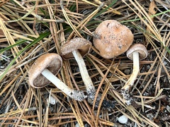 Hebeloma