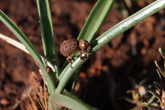 Brachycerus