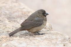 Sporophila