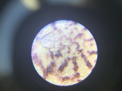 Tischeria quercitella