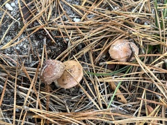 Hebeloma