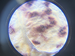 Tischeria quercitella