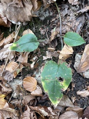 Pulmonaria