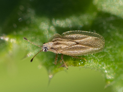 Elasmotropis testacea