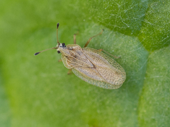 Elasmotropis testacea