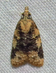 Platynota exasperatana