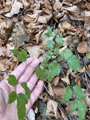 Clematis vitalba
