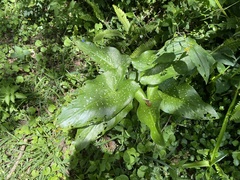 Zantedeschia albomaculata