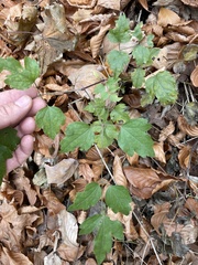 Clematis vitalba