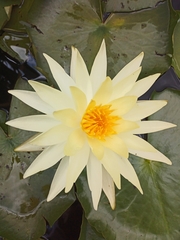 Nymphaea mexicana