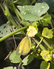 Eurema blanda