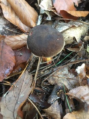 Xerocomus subtomentosus