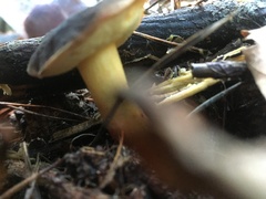 Xerocomus subtomentosus