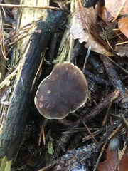 Xerocomus subtomentosus