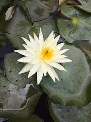 Nymphaea mexicana