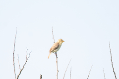 Ploceus philippinus