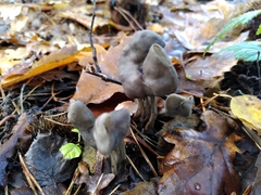 Helvella lacunosa