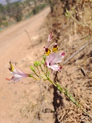Alstroemeria pulchra