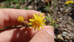 Senecio gallicus
