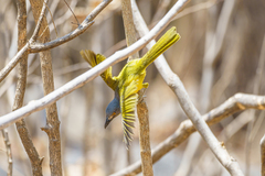 Malaconotus blanchoti