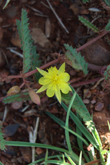 Corchorus asplenifolius