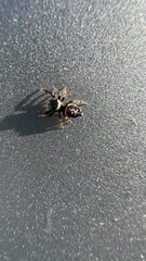 Paraphidippus aurantius