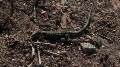 Podarcis carbonelli berlengensis