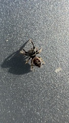 Paraphidippus aurantius