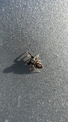 Paraphidippus aurantius