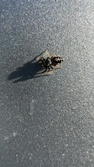 Paraphidippus aurantius