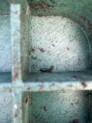 Armadillidium nasatum