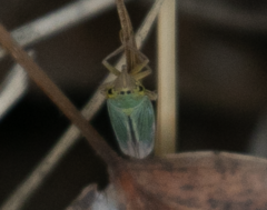 Cicadella viridis