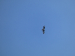 Buteo brachyurus