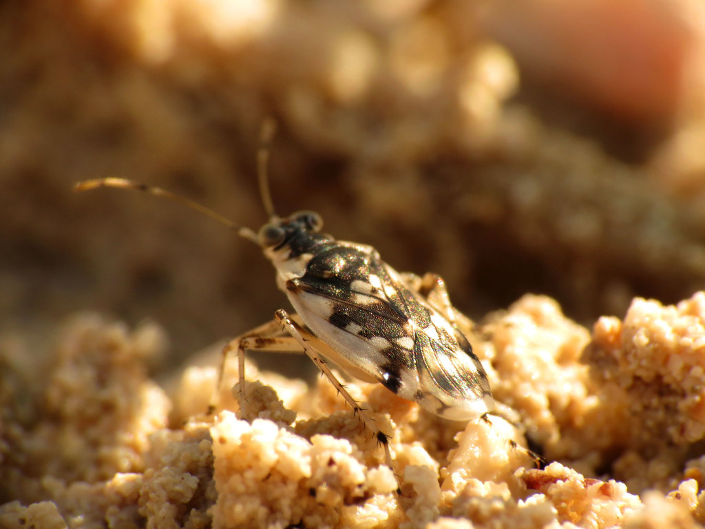 Pentacora signoreti
