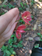 Gesneriaceae