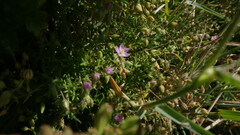 Spergularia rupicola