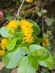 Azara petiolaris