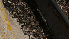 Podarcis carbonelli berlengensis