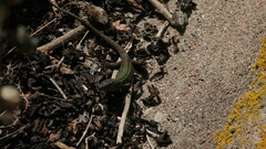 Podarcis carbonelli berlengensis