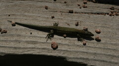 Podarcis carbonelli berlengensis