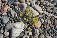 Odontarrhena obovata