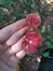 Gesneriaceae