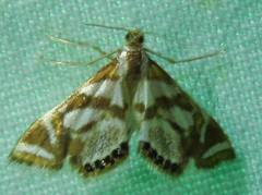 Chrysendeton medicinalis