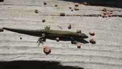 Podarcis carbonelli berlengensis