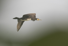 Phalacrocorax carbo