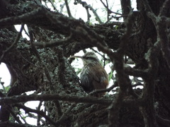 Lepidocolaptes angustirostris