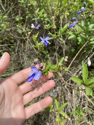 Rotheca myricoides
