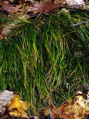 Carex pensylvanica