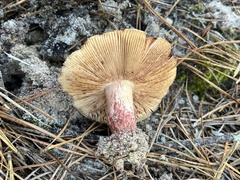 Russula ventricosipes